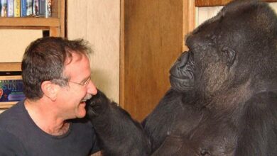 Photo of When Robin Williams became best friends with a gorilla